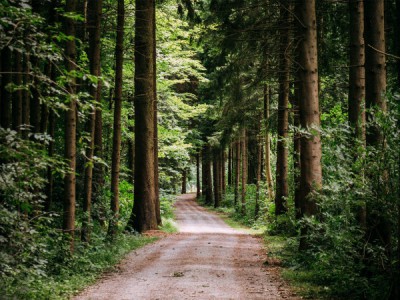 Как выжить в лесу