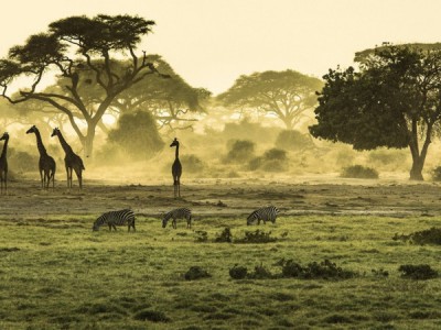 Детство в саванне