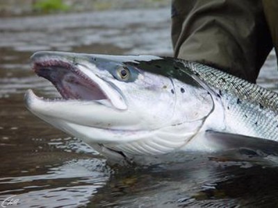 Прибалтийский лосось