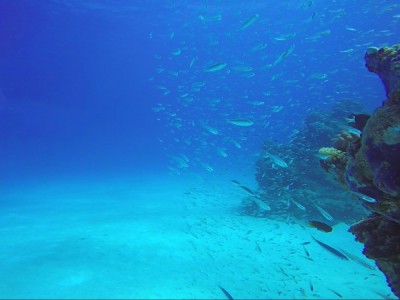 Дикий Китай