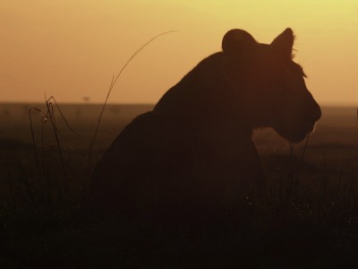 Мавиндо. Великая драма Серенгети