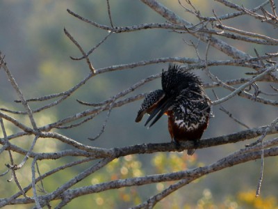 Мастера выживания