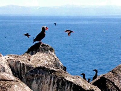 Природа Командорского архипелага