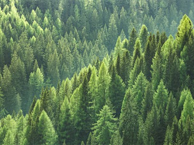 О деревьях и о лесах