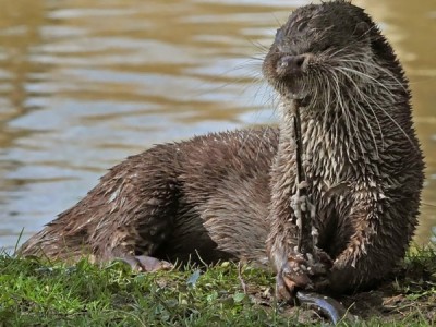 Будни выдры