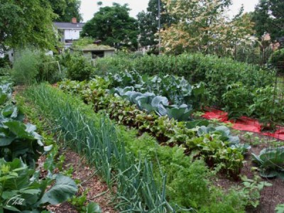 Oгoрод круглый год