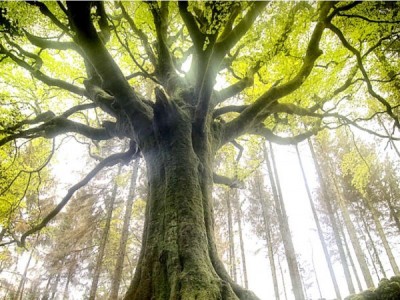 Дерево твоей силы