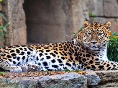 История дикой природы