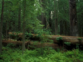 Леший его знает!