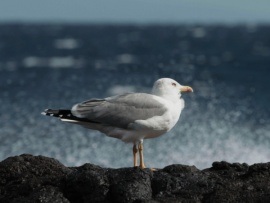 Дикие острова Лансароте