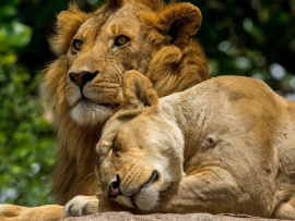 Вопрос любви