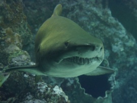 Подводные хищники