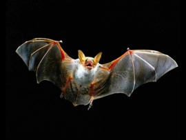 Вся правда о летучих мышах