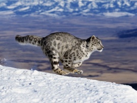 Стайные атаки в дикой природе