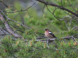 Птичьи истории