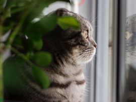 У меня пропал питомец