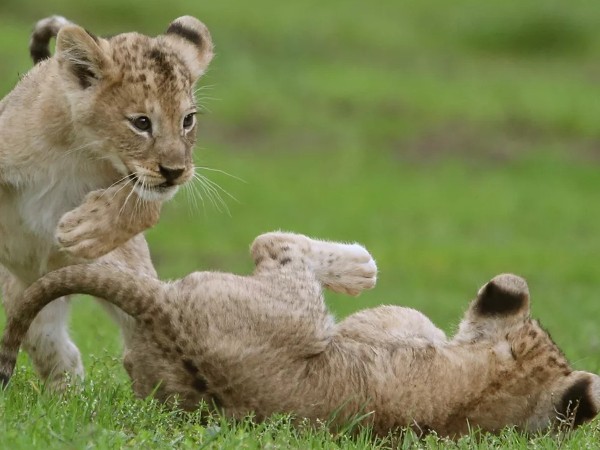 Игры животных