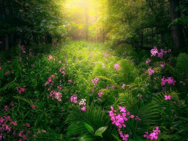 Цветы. Ужасная тайна (2)