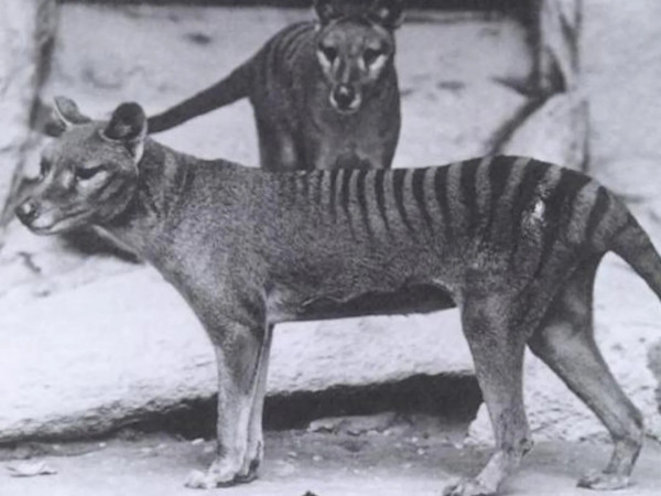 Возрождение тасманийских тигров