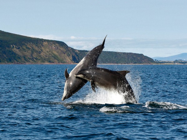 Танцы с дельфинами (2)