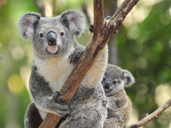 Выжить в дикой природе (2)
