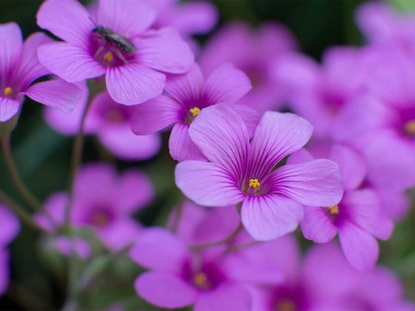 Планета цветов