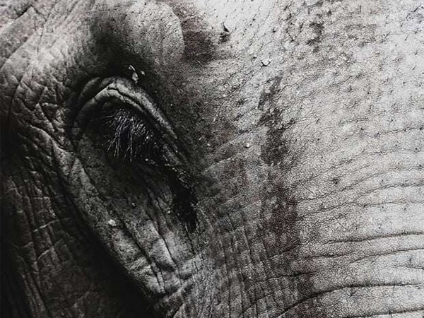 Рабы-гиганты (2)