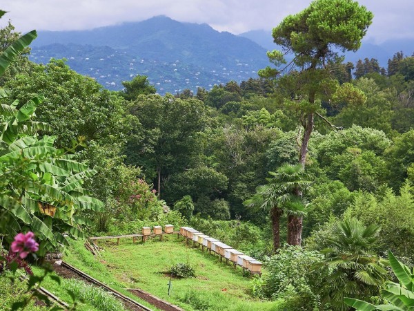 Батумский ботанический сад