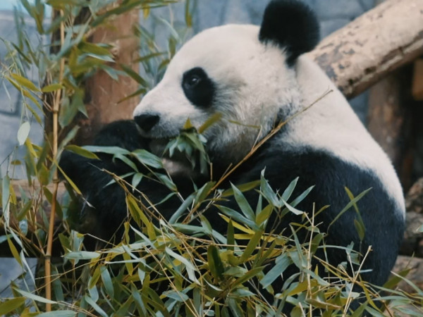 Быть кипером