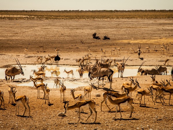 Этоша: огромный солончак