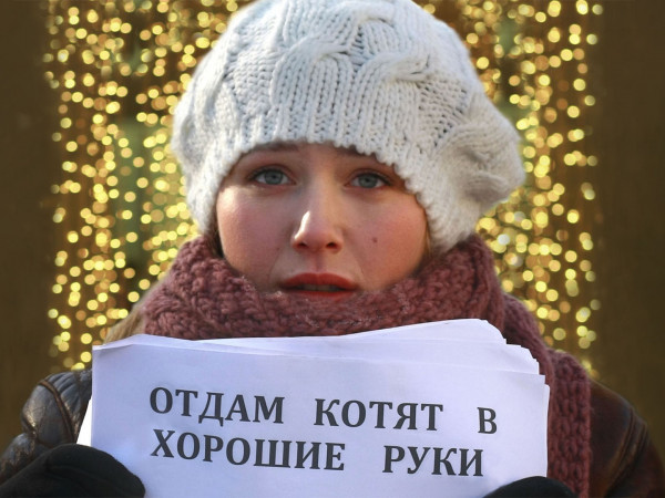 Отдам котят в хорошие руки