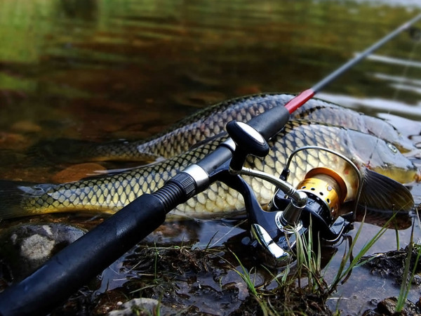 Экстремальный фидер (2)