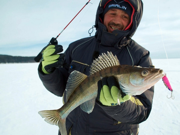 Охота на судака