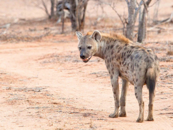 Зубастые королевы
