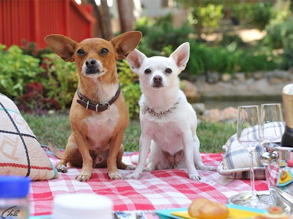 Крошка из Беверли-Хиллз 3