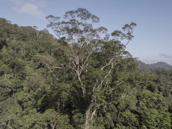 Амазония: исчезнувшая цивилизация джунглей