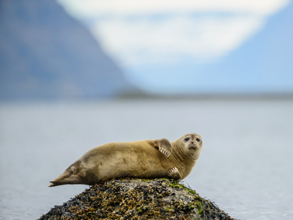 Исландия — новорождённый остров (2)