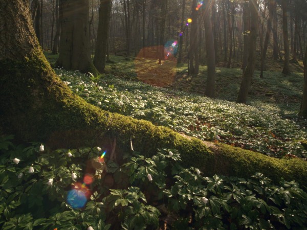 Тайная жизнь деревьев (2)