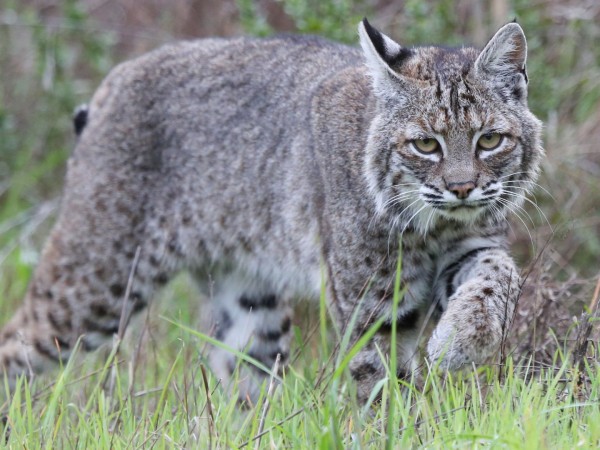 Дикие кошки