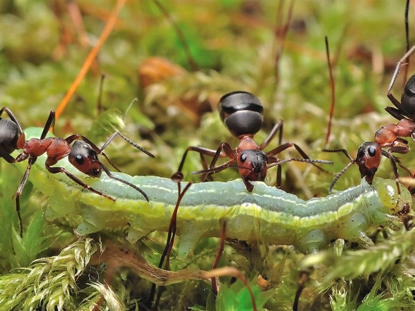 Тайное королевство