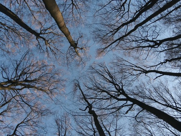 Тайная жизнь деревьев