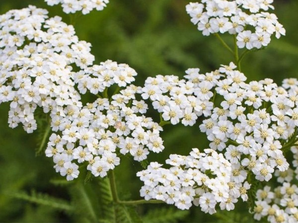 Тайна гениальных растений (2)