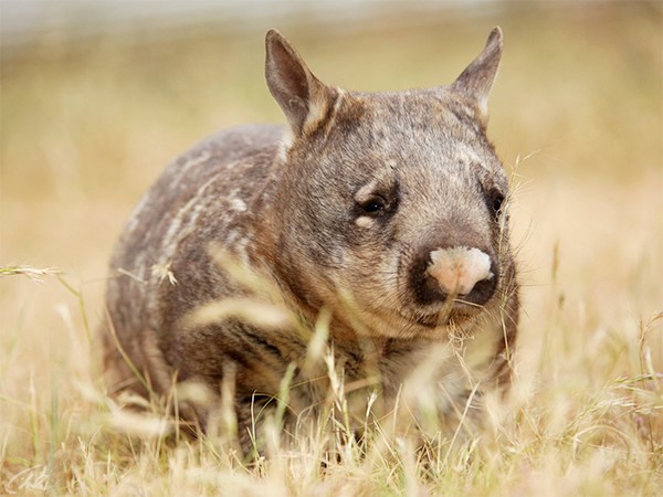Дикая Австралия