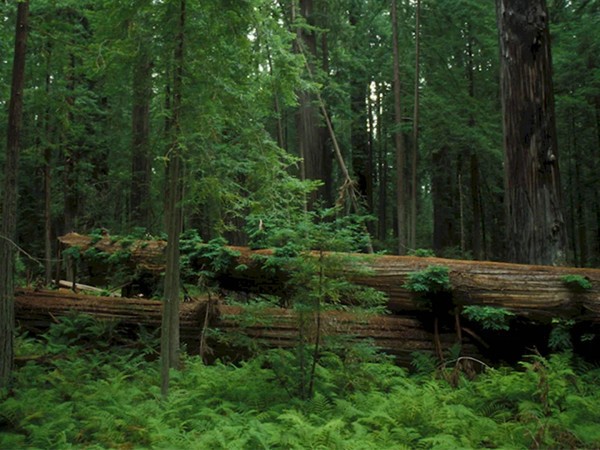 Леший его знает!