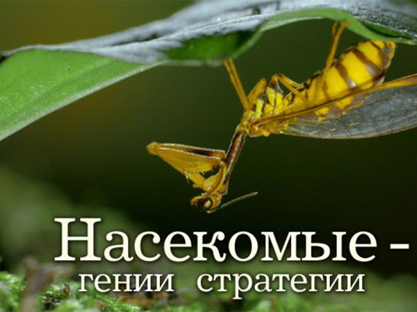 Насекомые — гении стратегии