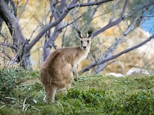 Дикая Австралия с Рэем Мирсом