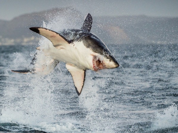 Хищные от природы