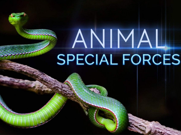 Спецназ животного мира