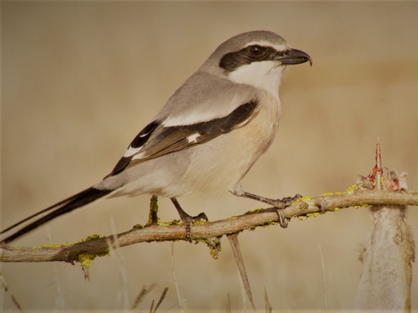 Дикий разум