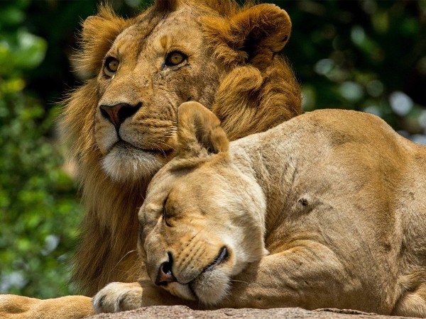 Вопрос любви